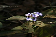 Eranthemum purpurascens